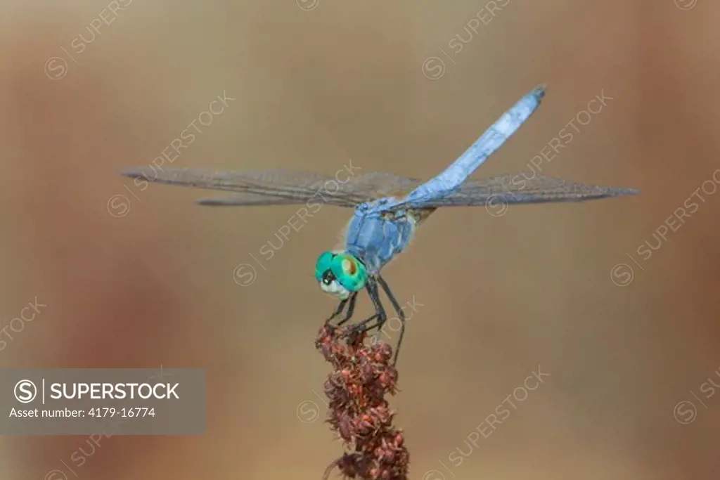 Blue Dasher (Pachydiplax longipennis), male, Riverside County, California.