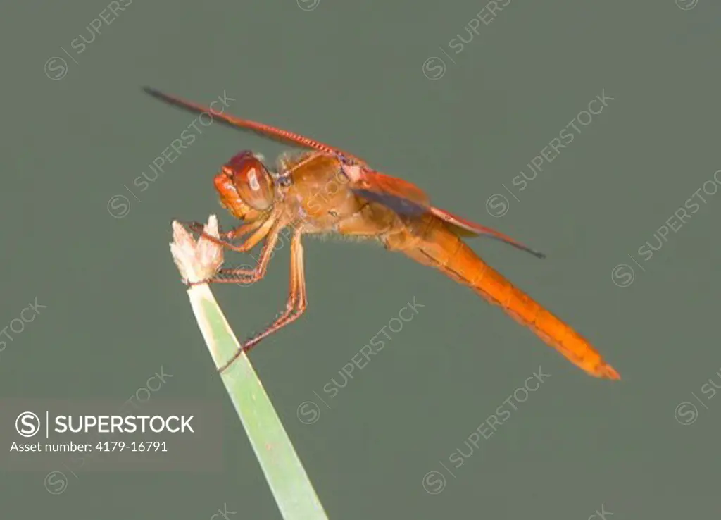 Flame Skimmer (Libellula saturata), male, Riverside County, California.