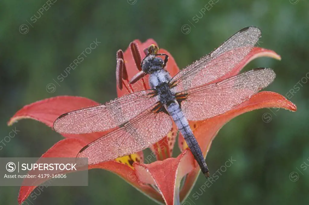Dewy Dragonfly Roosting on Wood Lily, Alger County, Michigan