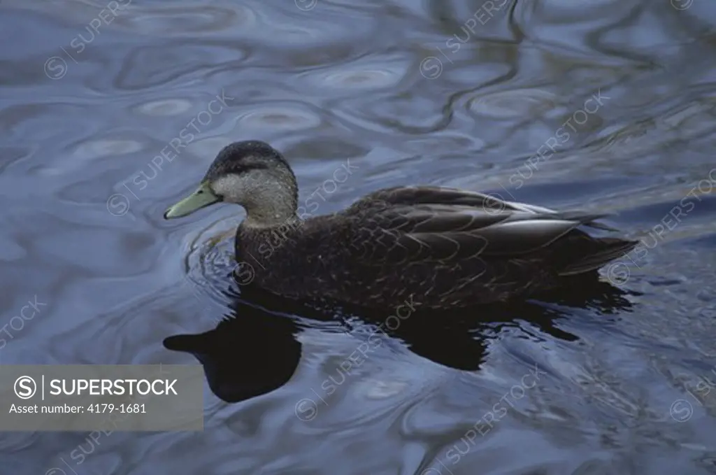 American Black Duck (Anas rubripes), Connecticut