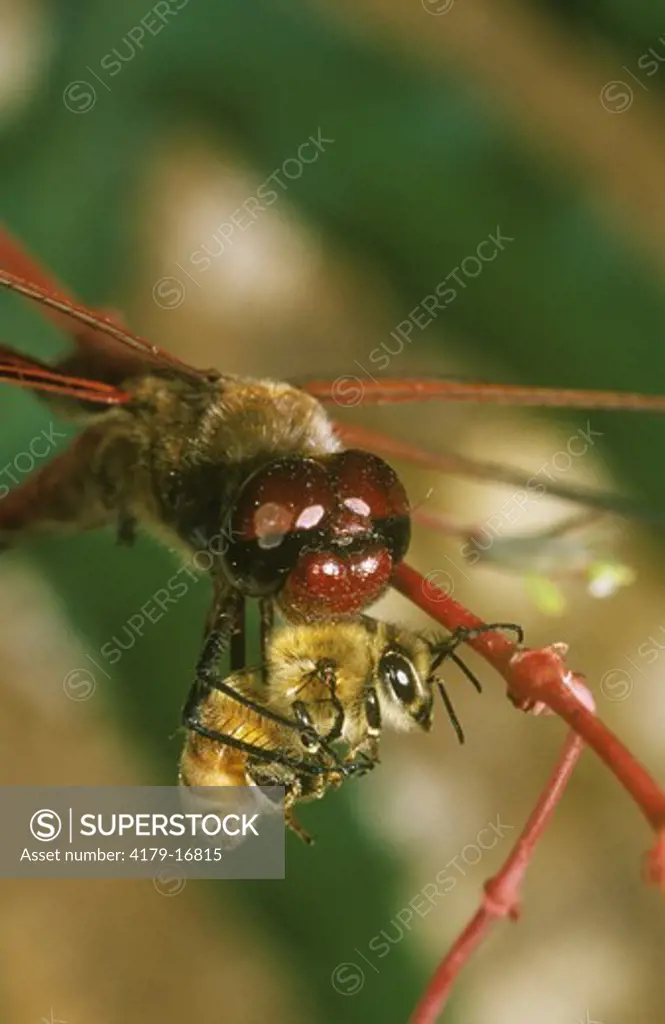 Dragonfly: Violet-masked Glider (Tramea carolina) with Honeybee prey