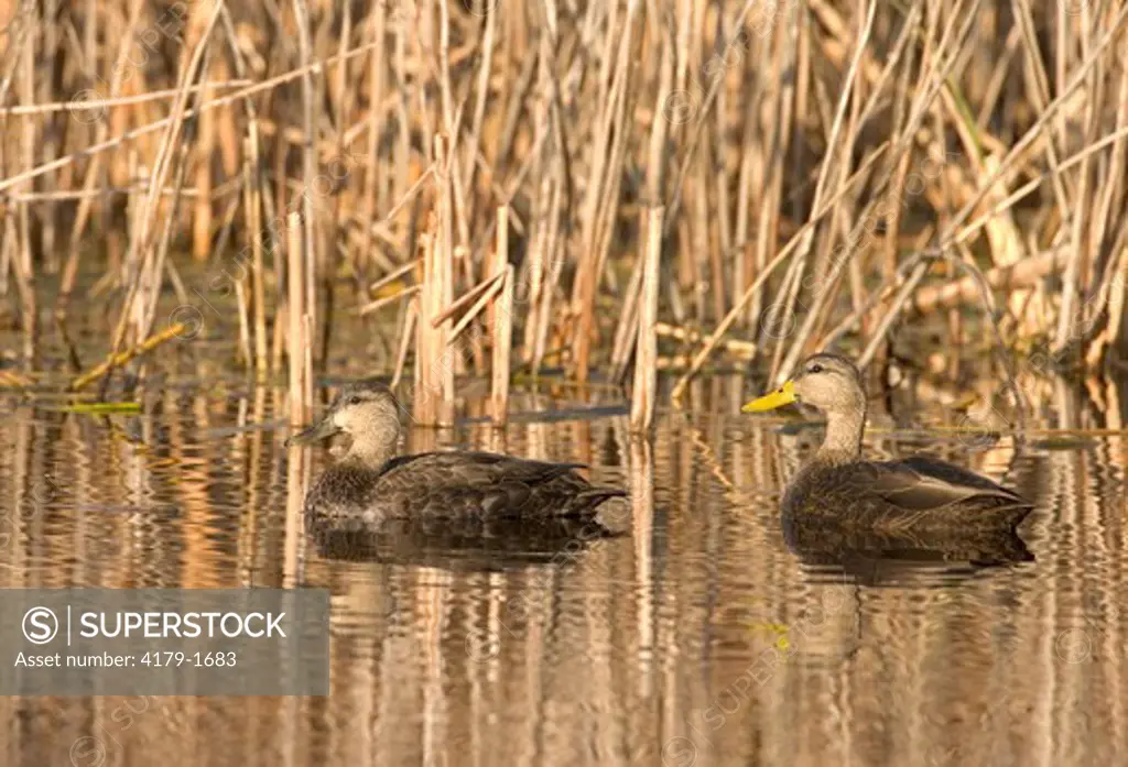 American Black Ducks (Anas rubripes), pair (female L, male R), Montezuma National Wildlife Refuge, New York, USA