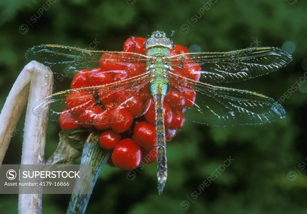 Dragonfly (Green Darner: Anax junius) on Jack in the Pulpit Fruits (Arisaema triphyllum), Adirondacks, NY