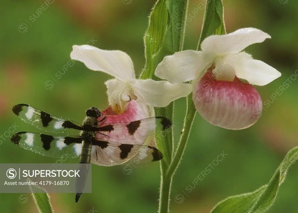 12-Spot Skimmer Dragonfly (Libellula pulchella) on Showy Lady's Slippers, NY