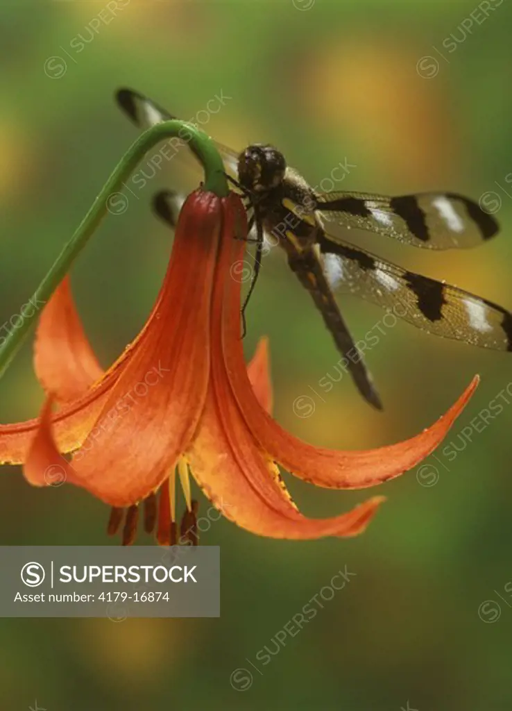 Dragonfly: Twelve-spot Skimmer on Canada Lily, Adirondacks, New York (Libellula pulchella & Lilium canadense)