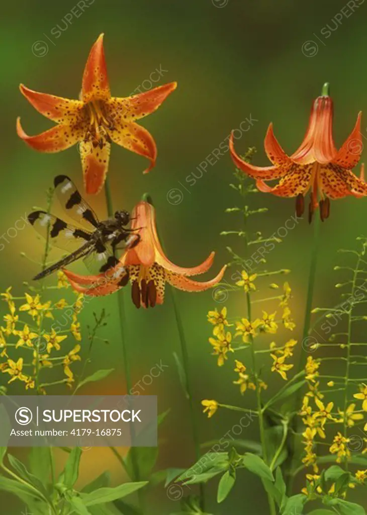 Dragonfly: Twelve-spot Skimmer on Summer Wildflowers, Adirondacks, New York (Libellula pulchella)
