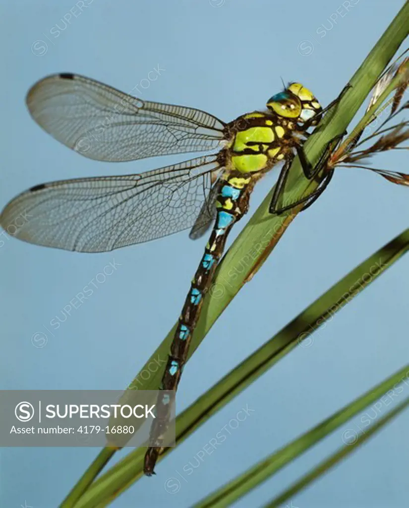 Dragonfly (Aeshna cyanea) Germany