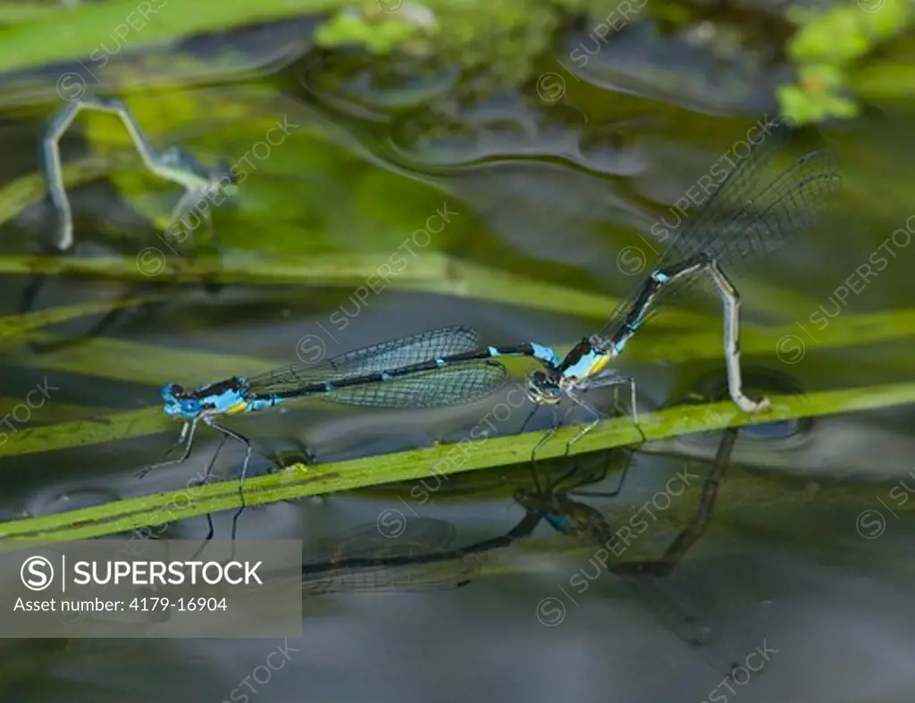 Damselflies: Aurora Damsels (Chromagrion conditum), tandem pair with female egg-laying,  Freeville, New York, USA