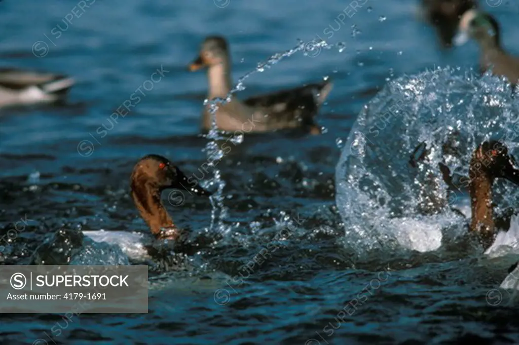 Canvasback Ducks splashing (Aytha valisineria), Chesapeake Bay, MD Maryland