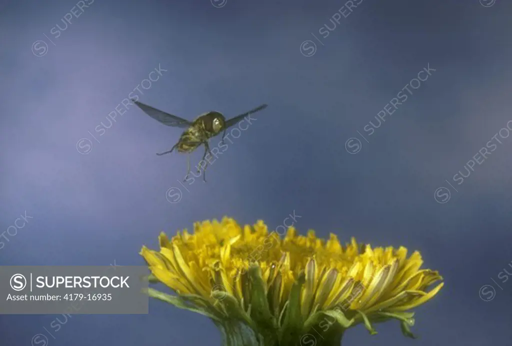 Hoverfly in flight Syrphidae Juneau - Alaska
