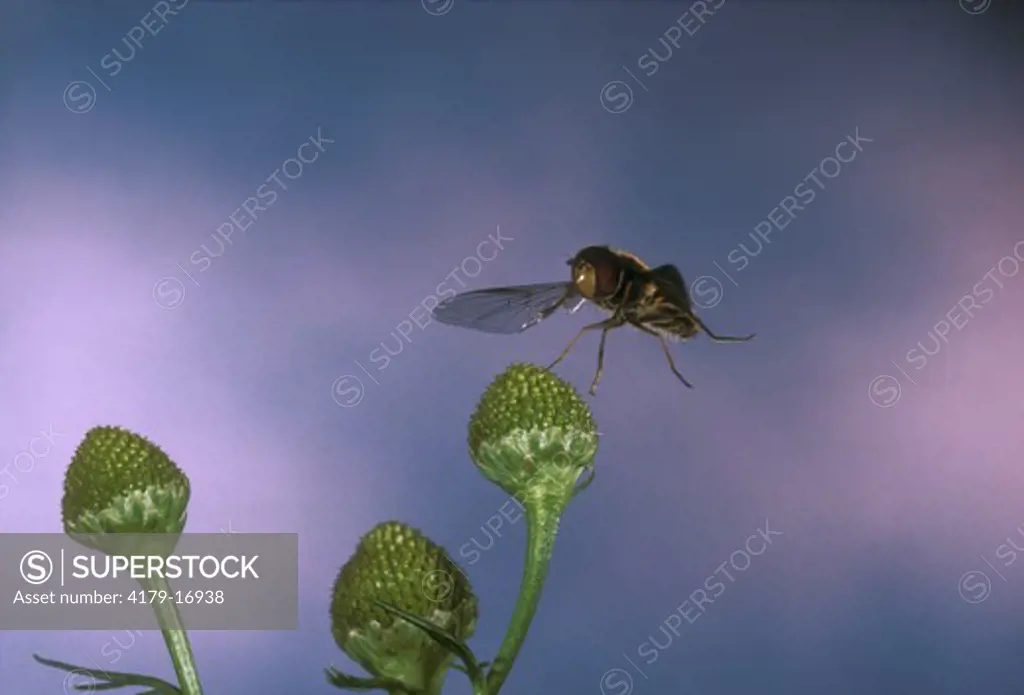 Hoverfly (Syrphidae) Juneau, Alaska
