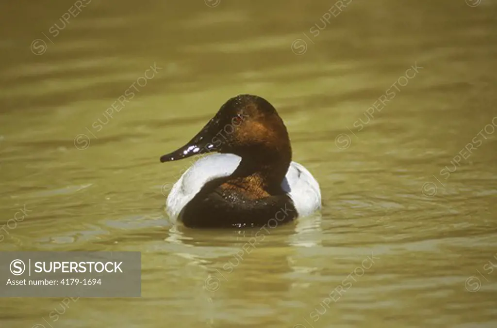 Duck: Canvasback (Aythya valisineria), IC, Maryland