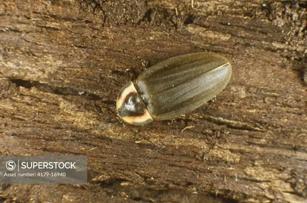 Pennsylvania Firefly (Photuris pennsylvanicus)