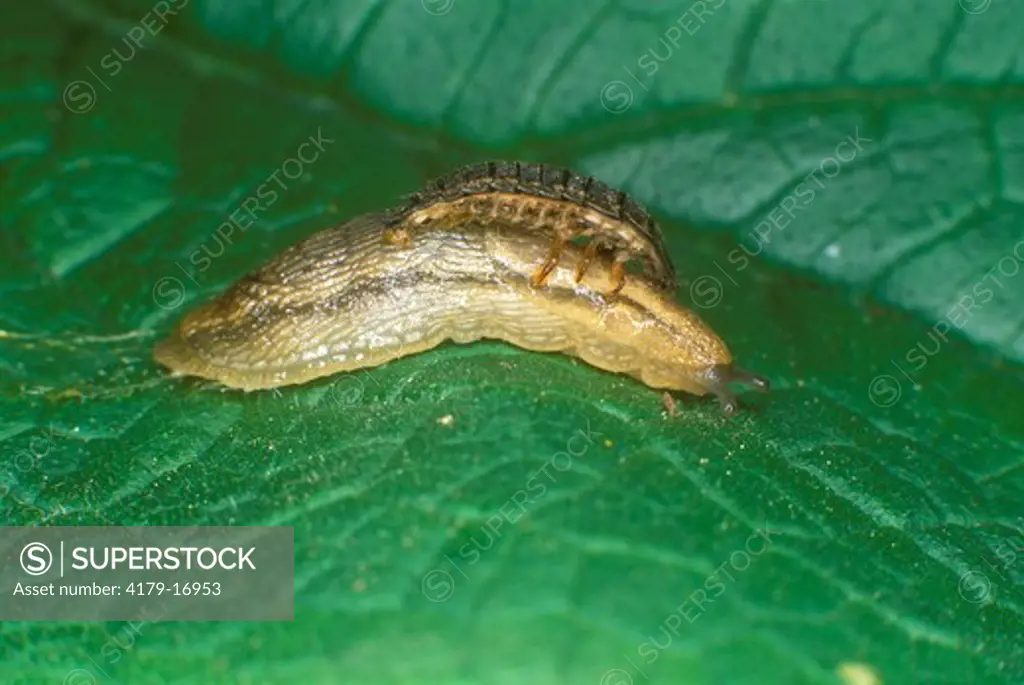 Firefly Larva attacking Slug prey
