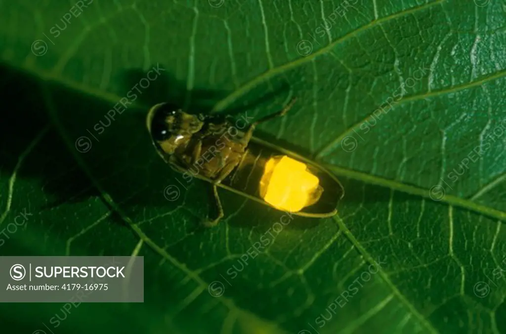 Firefly Larva (Lampyridae), Goias, Brazil