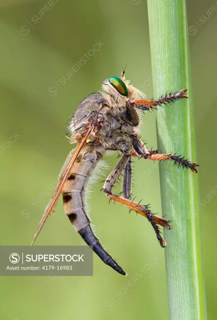 Robberfly (Asilidae), Konza Prairie, Riley County, Kansas, USA