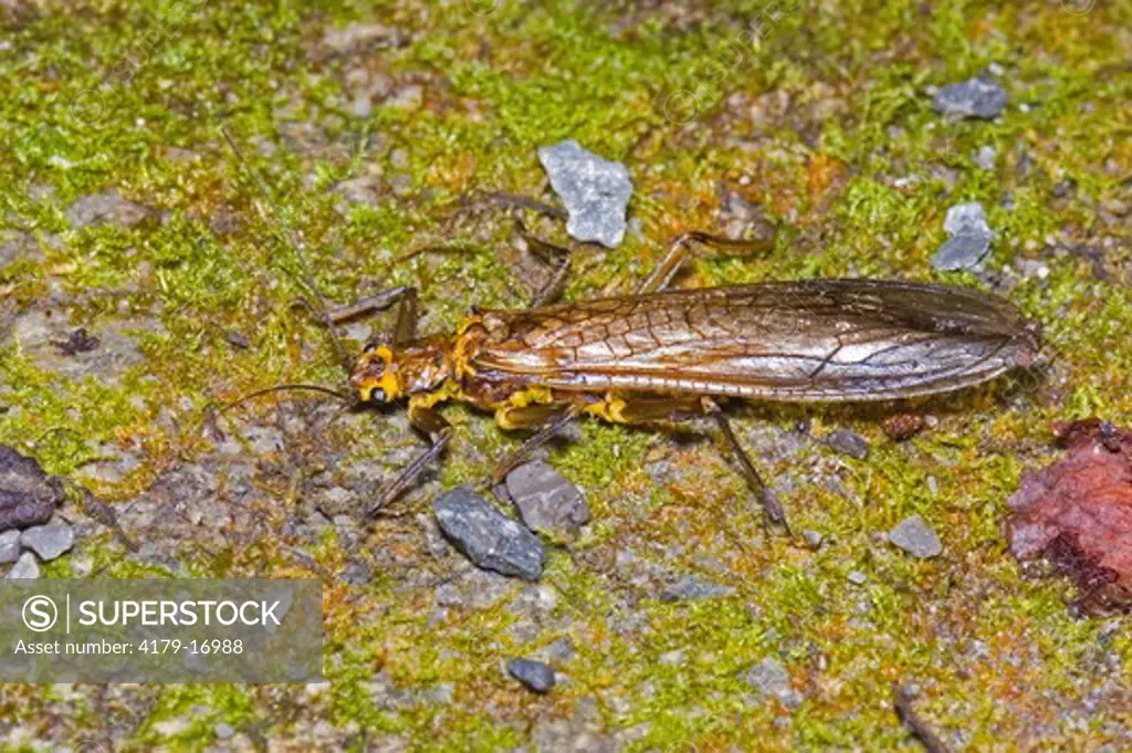 Stonefly, Plecoptera, Elkmont Campground, Great Smokey Mountains National Park, Tennessee.