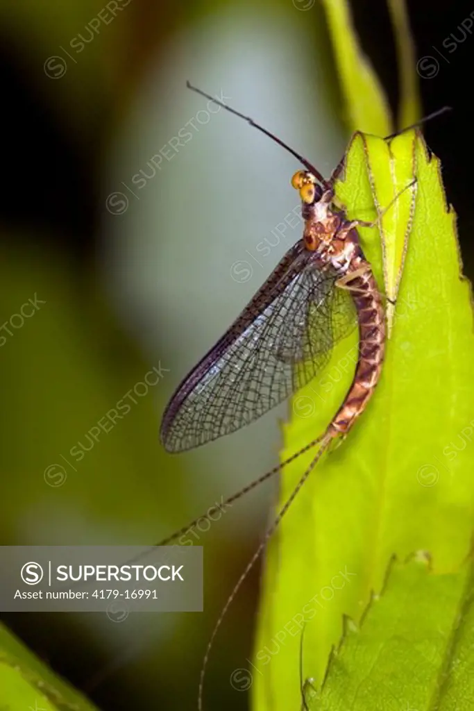 Giant Mayfly (Hexagenia limbata), newly emerged, Leech Lake, MN