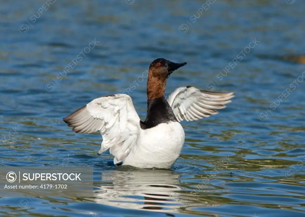 Canvasback (Aythya valisineria), male flapping wings after bathing, California, USA