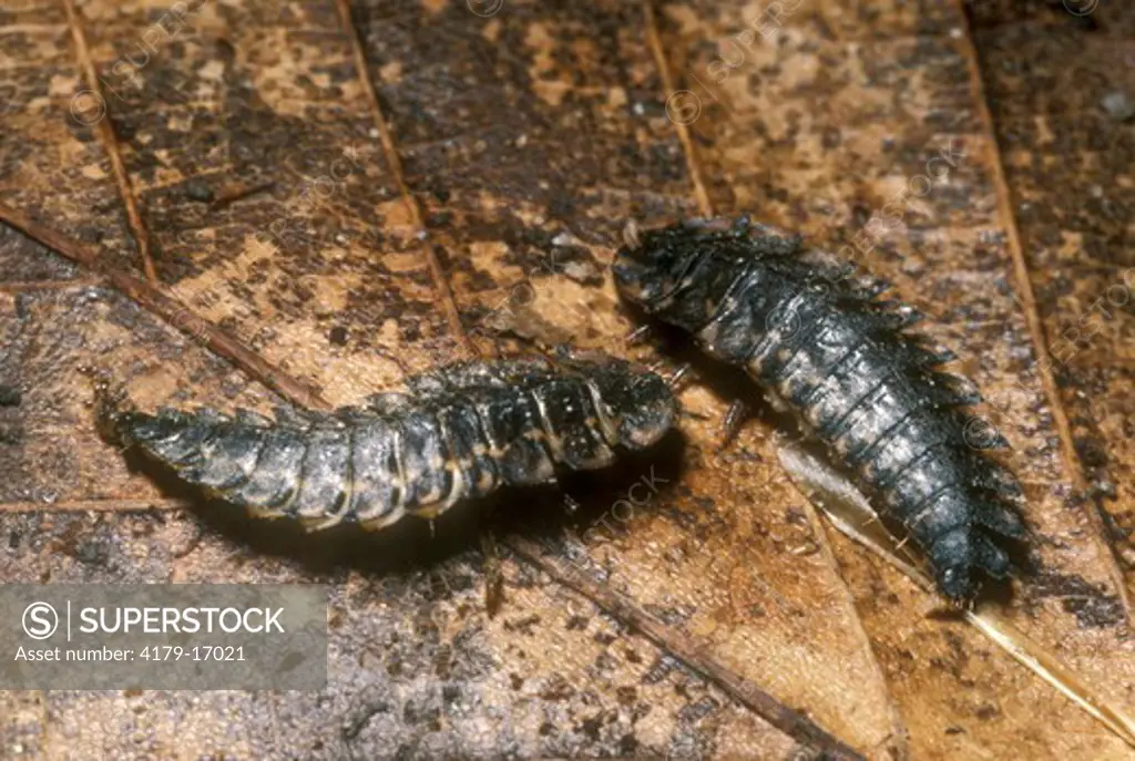 Firefly Larva  (Lampyridae) Adirondack SP Y