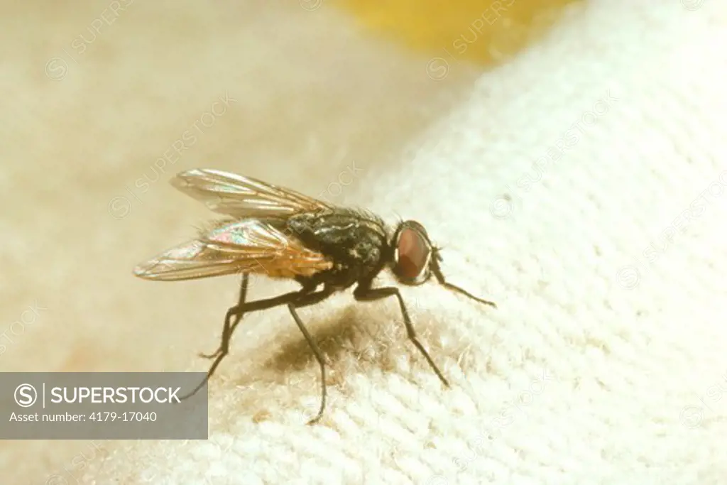 House Fly (musca Domestica)