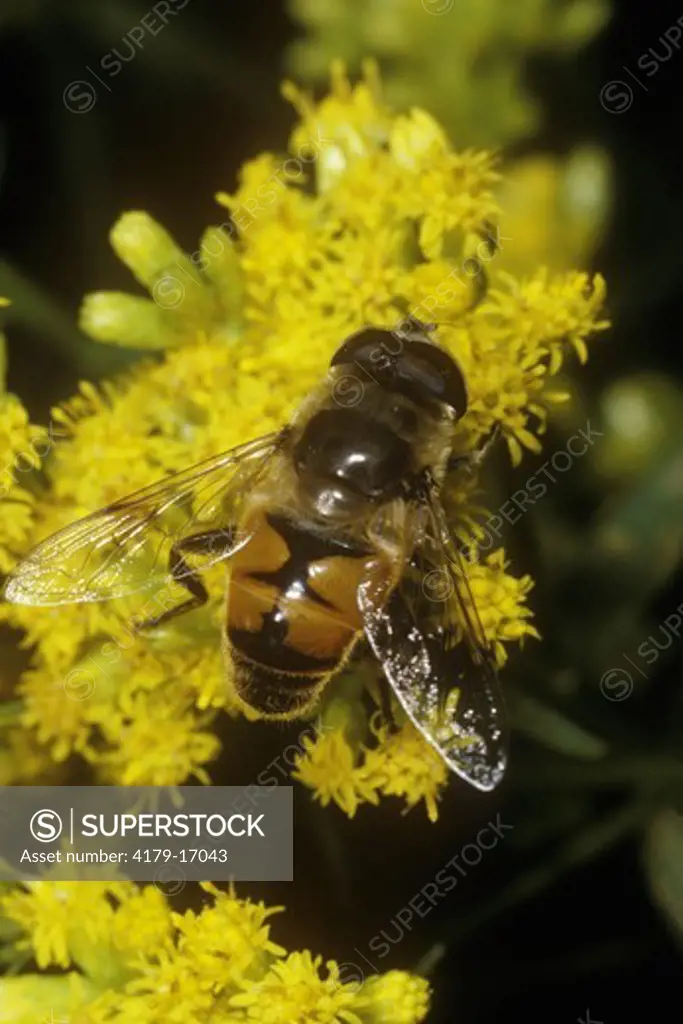 Drone Fly on Goldenrod (Eristalis tenax) a Bee Mimic/Vermont