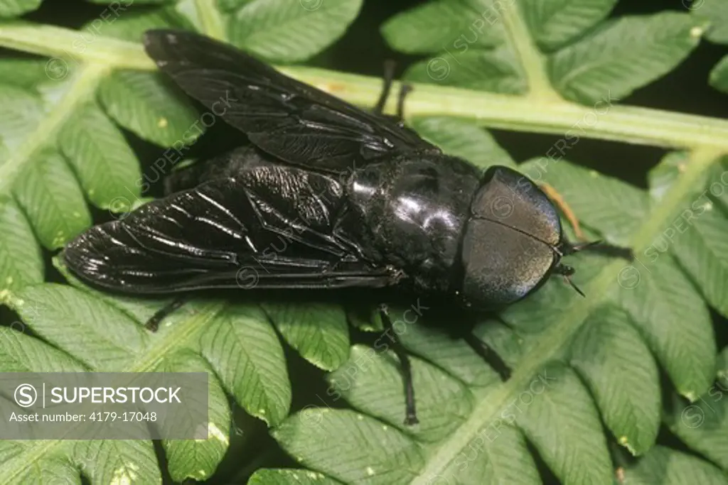 Black Horse Fly (Tabanus atratus) Ithaca - New York