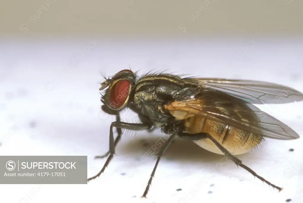 Housefly (Musca domestica)