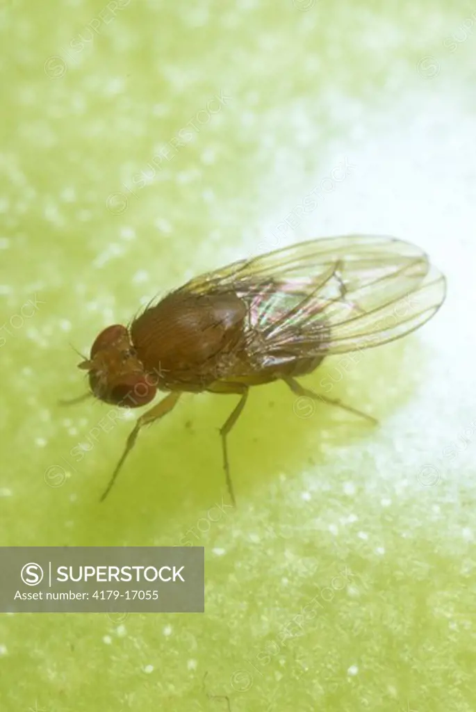 Fruit (melon, vinegar) Fly (Drosophila melanogaster) on green Tomato, Ithaca, NY