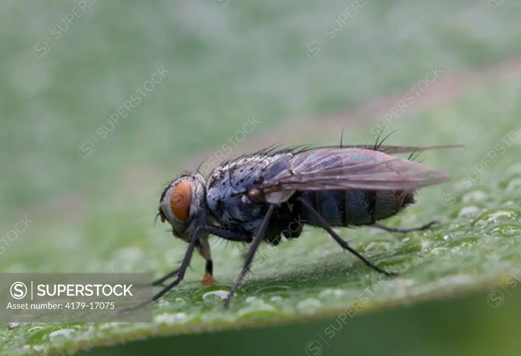 Flesh Fly (Sarcophagidae) Schuylkill Center, PA, Philadelphia