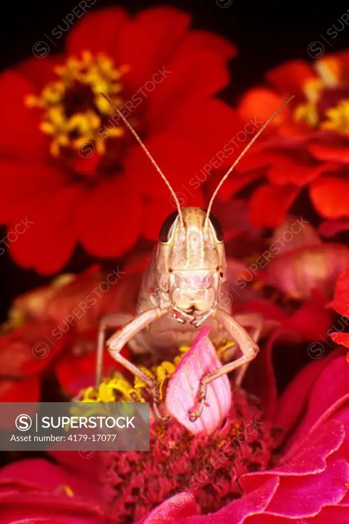 Short-horned Grasshopper on Zinnia Flower (family: Acrididae)