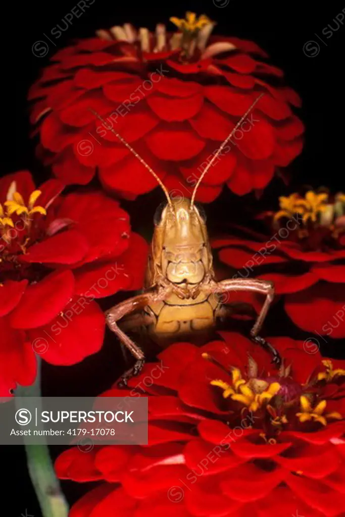 Short-horned Grasshopper on Zinnia Flower (family: Acrididae)