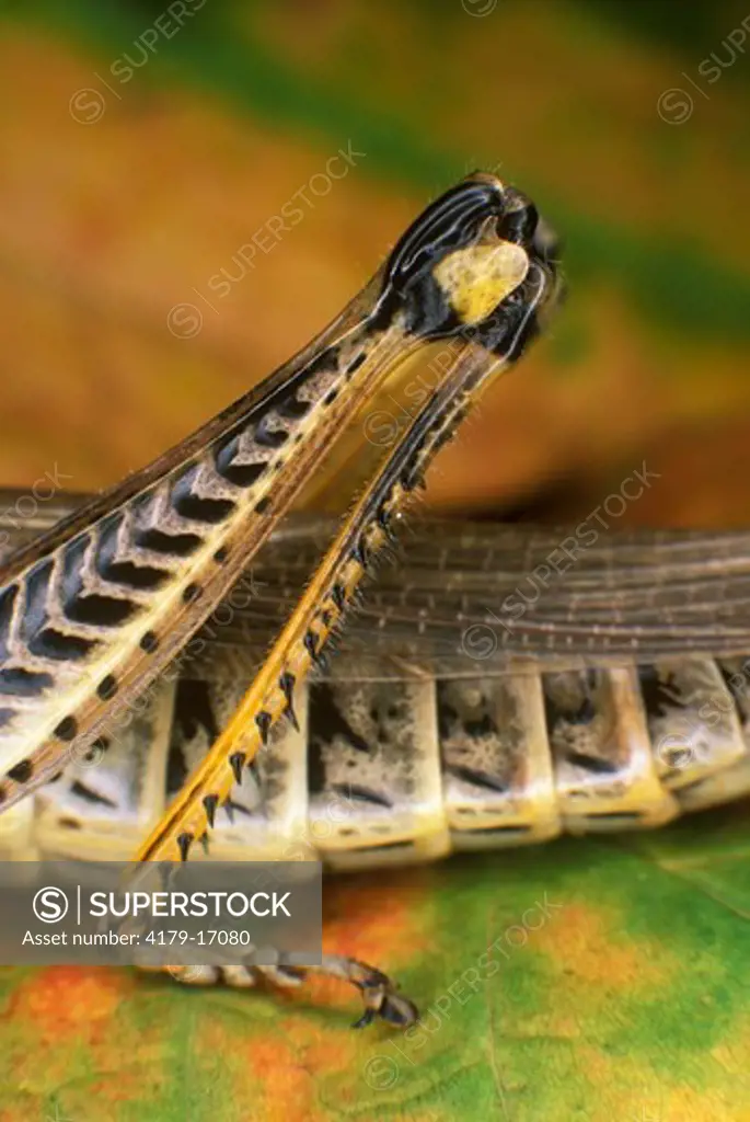 Hind Grasshopper Leg, note ear (Melanoplus sanguinipes)