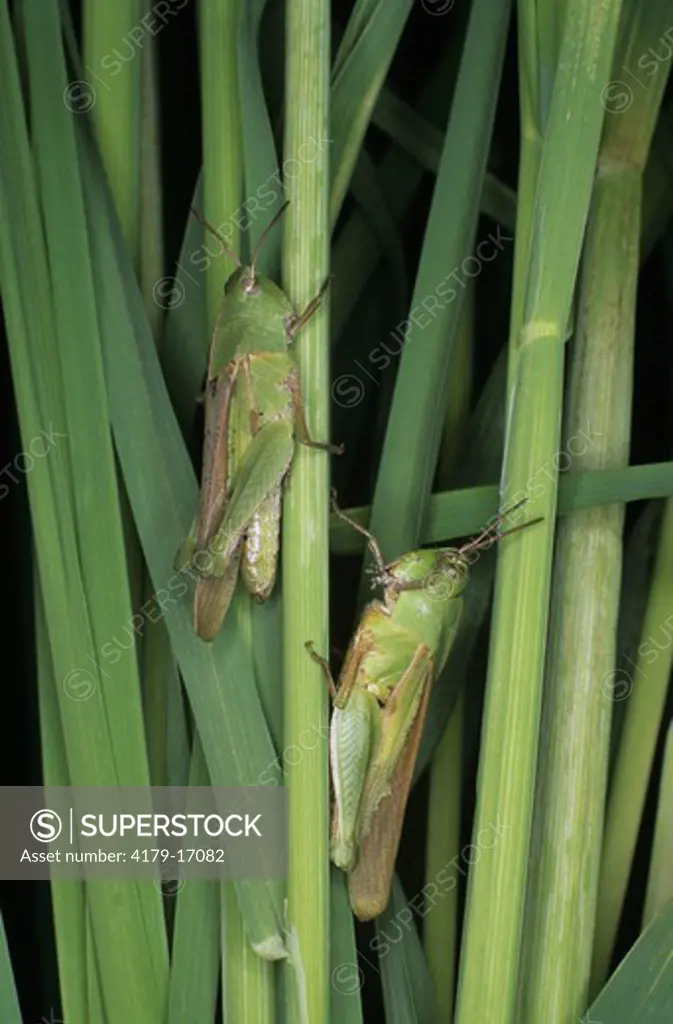 Short-horned Grasshopper (family: Acrididae)