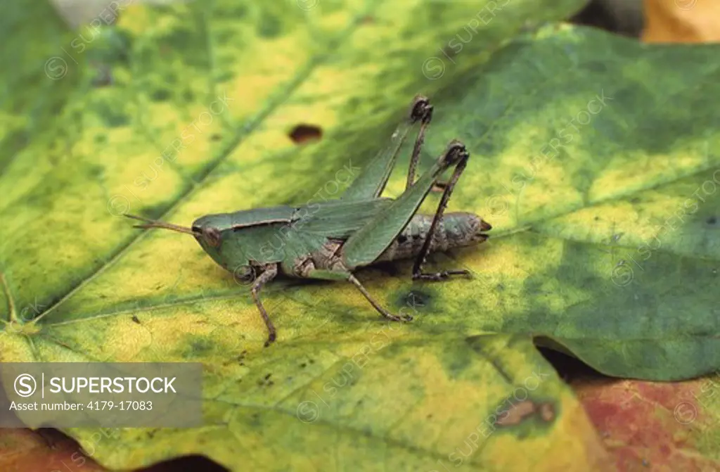 Grasshopper Nymph on Leaf, Family: Acrididae