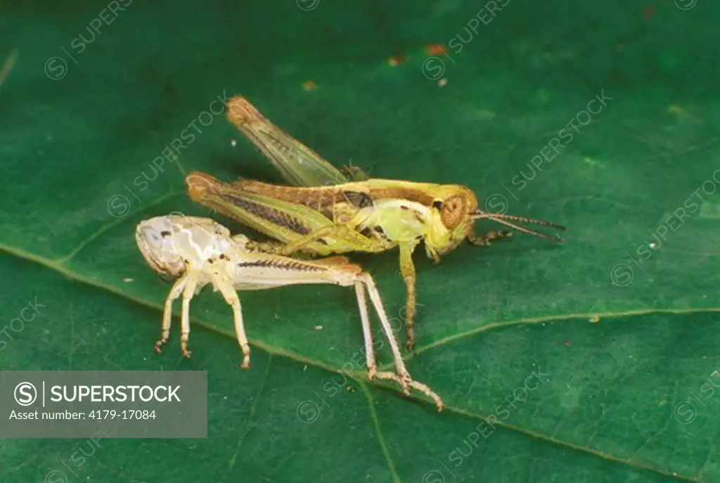 Grasshopper Nymph with shed Skin, Family: Acrididae