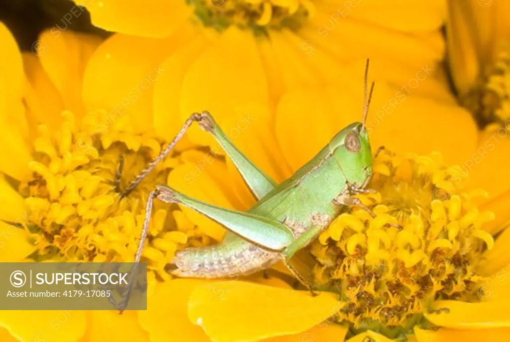 Short-horned Green Grasshopper on Zinnia, Family: Acrididae