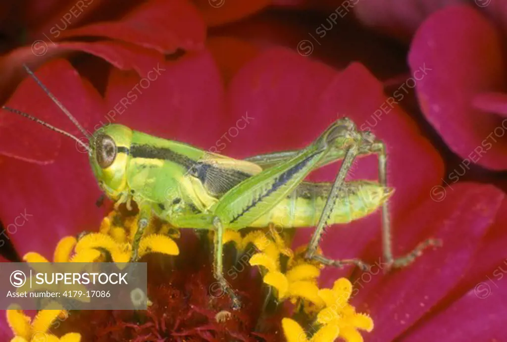 Short-horned Grasshopper on Zinnia, Family: Acrididae