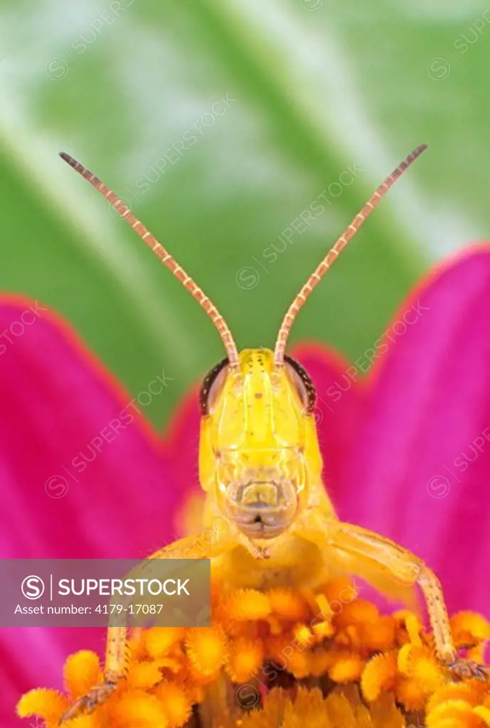 Grasshopper on Zinnia flower