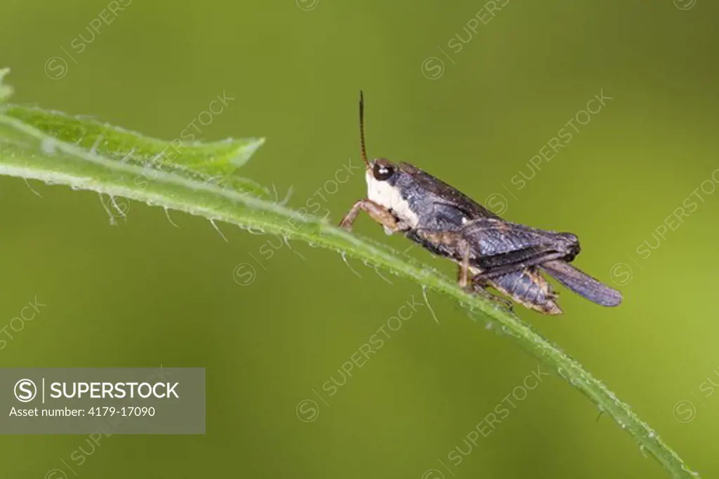 Black-Sided Pygmy Grasshopper (Tettigidea lateralis) Johnson County, Missouri, 18 May 2008