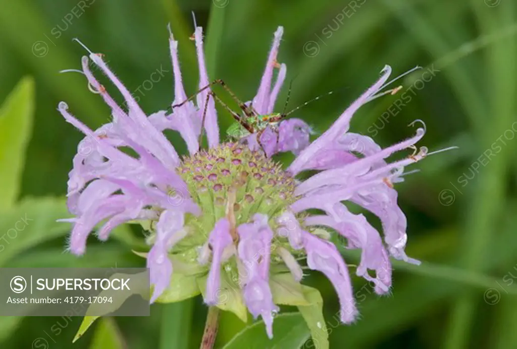 Grasshopper Nymph on Bee Balm (Monarda spp.), Konza Prairie, Riley County, Kansas, USA