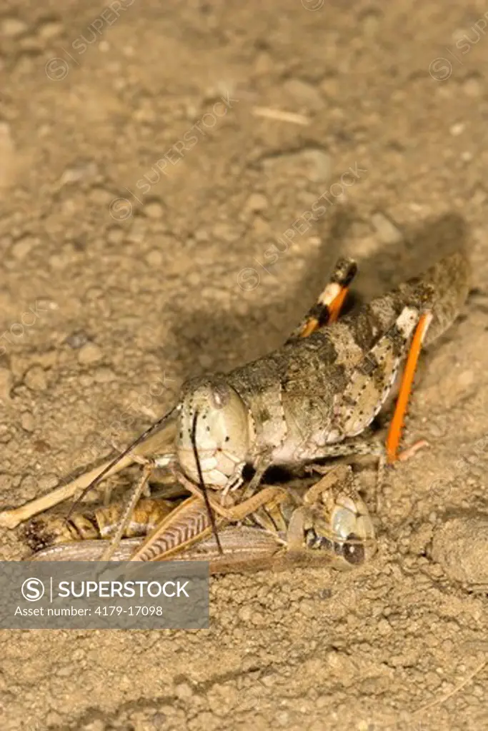 Orangelegged 'Say's' Grasshopper (Spharagemon equale), feeding on Migratory Grasshopper. Hailstone NWR, MT