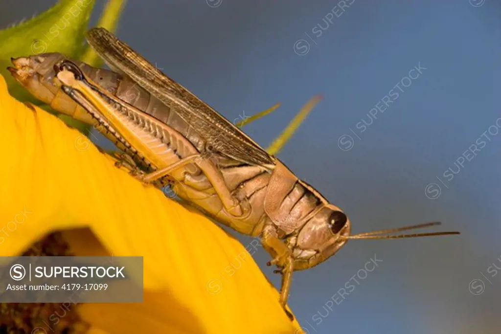 Two-striped Grasshopper (Melanoplus bivittatus), Molt, MT