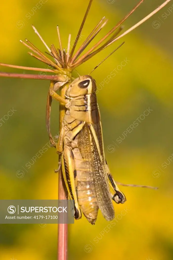 Two-striped Grasshopper (Melanoplus bivittatus), Molt, MT