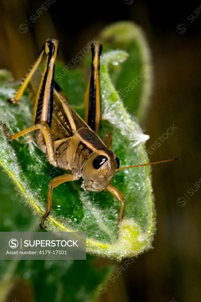 Two-striped Grasshopper (Melanoplus bivittaus) Custer State Park, SD