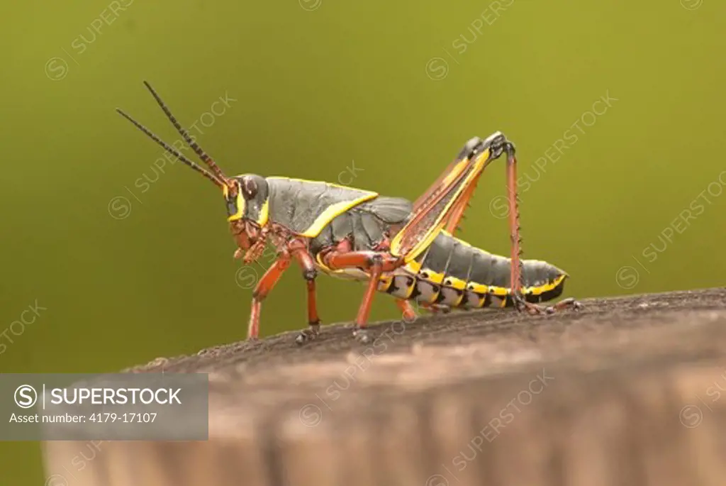 Lubber Grasshopper Romalea microptera Immature Loxahatchee Wld. Refuge,Fl 2006 Digital Capture