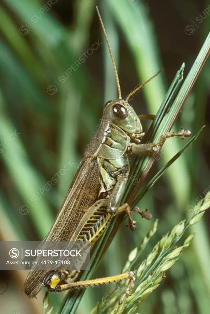 Slant-Faced Grasshopper New Jersey