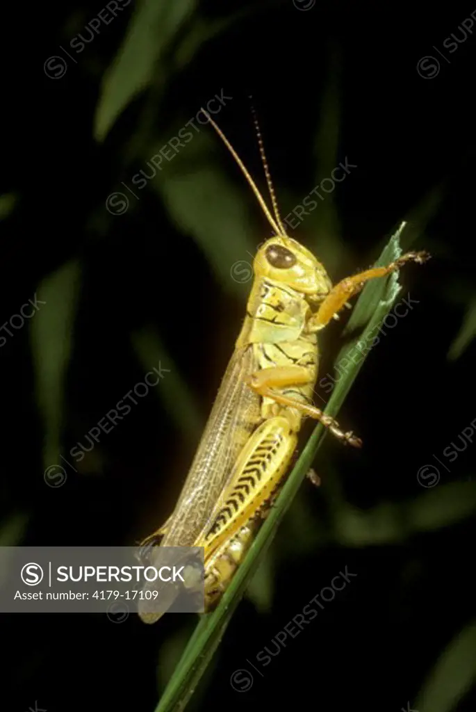 Spur-throated Grasshopper (Melanoplus ponderosus)