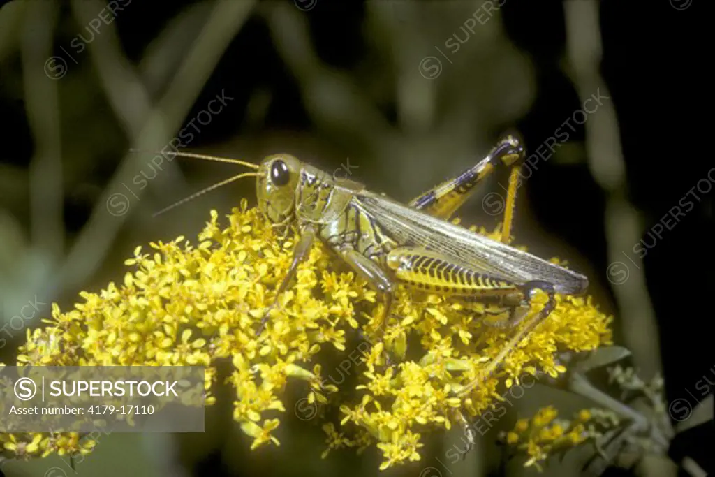 Spur-Throated Grasshopper (Melanoplus ponderosus)