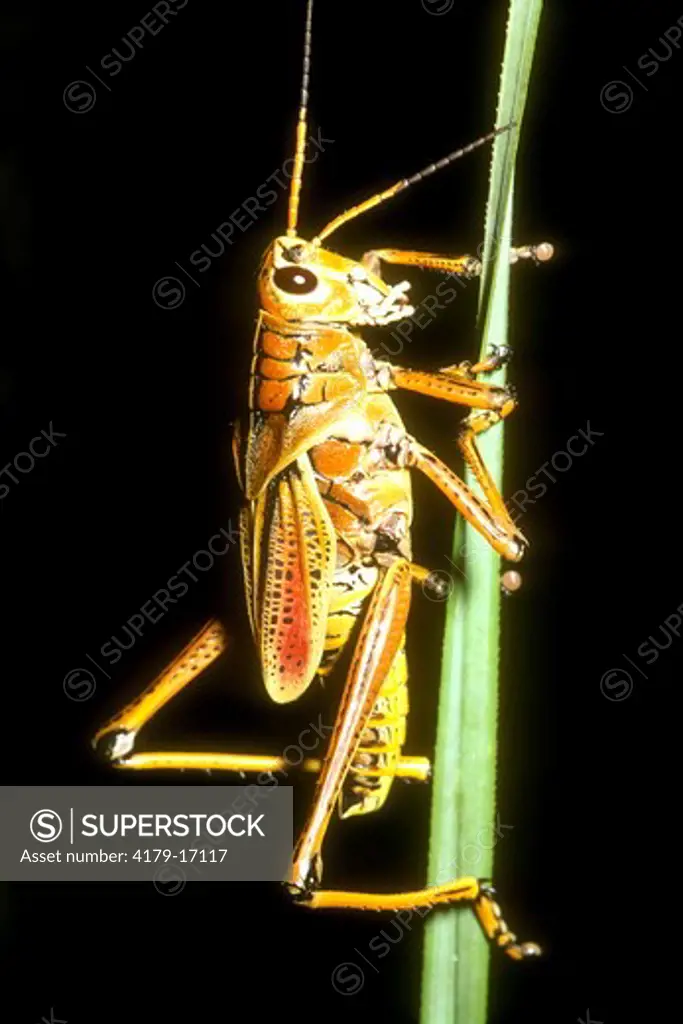 Southern Lubber Grasshopper (Romalea microptera) Corkscrew Swamp/Florida